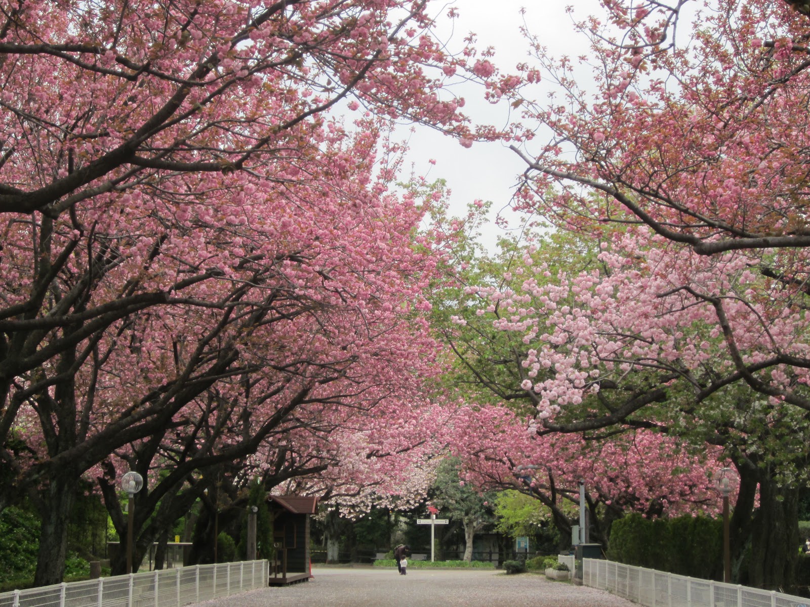 Grassman's Tokyo Walk: Spring flower and fresh green @ Baji Park: April