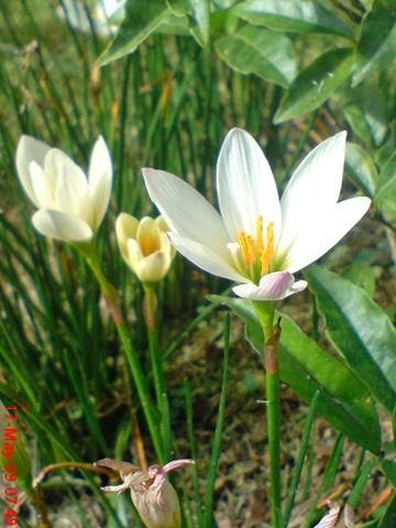 Jual Tanaman Bunga Lily Hujan (Bunga Tulip) | Tanaman Bawang-Banwangan | Jual Tanaman Hias online