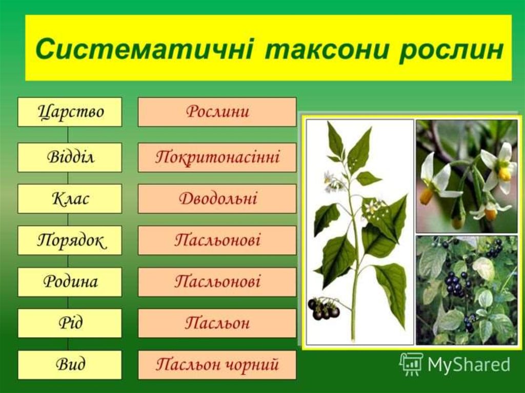 систематических таксонов двудольного растения. систематических таксонов двудольного растения. порядок систематизации растений. таксоны растений. клевер луговой вид род класс отдел царство.