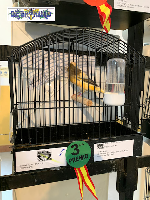 Abre al público la exposición de pájaros del certamen regional de ornitología - 28 de octubre de 2021