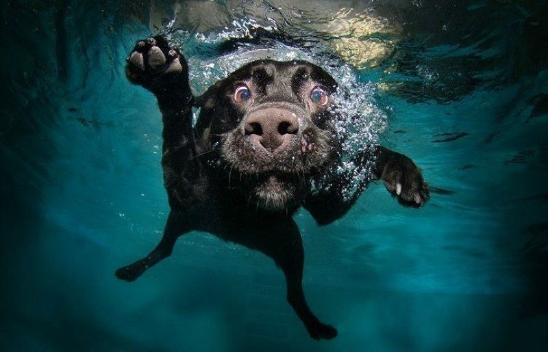 собака под водой
