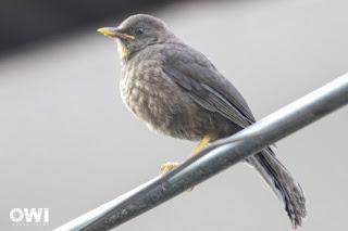 Mirlo joven (Turdus fuscater) Foto: Oswaldo Ponce