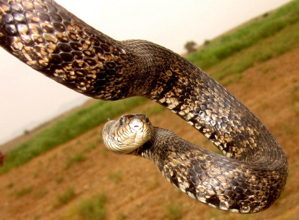 Biodiversity of Cyprus by NGO Protection of the Natural Heritage and