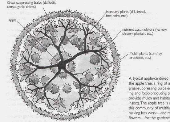 Install tree plan for mac free