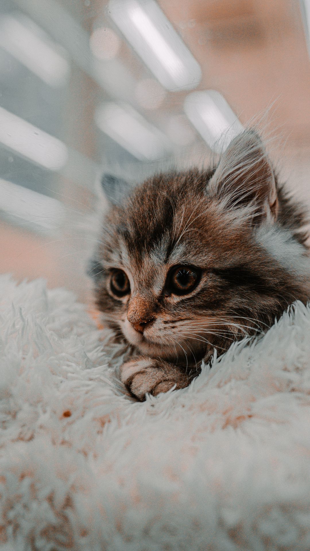 Cute Brown Tabby kitten wallpaper free + Download Wallpapers 2021