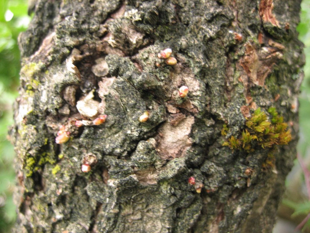 Maros Bonsai Blog Letné kopanie yamadori dubov/ Summer collecting of yamdori Quercus