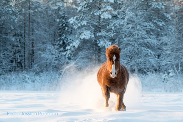 equestrian_photography