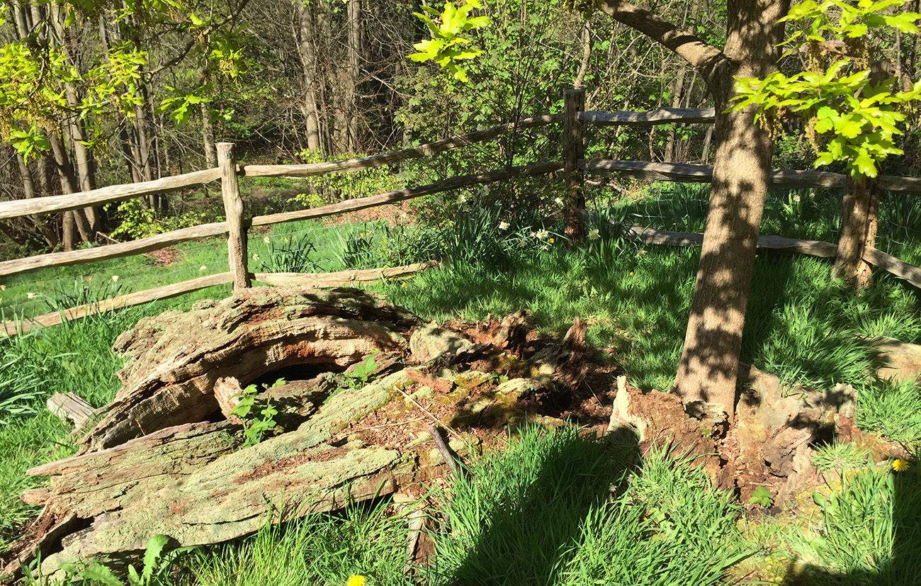 Wilberforce Oak Naturally