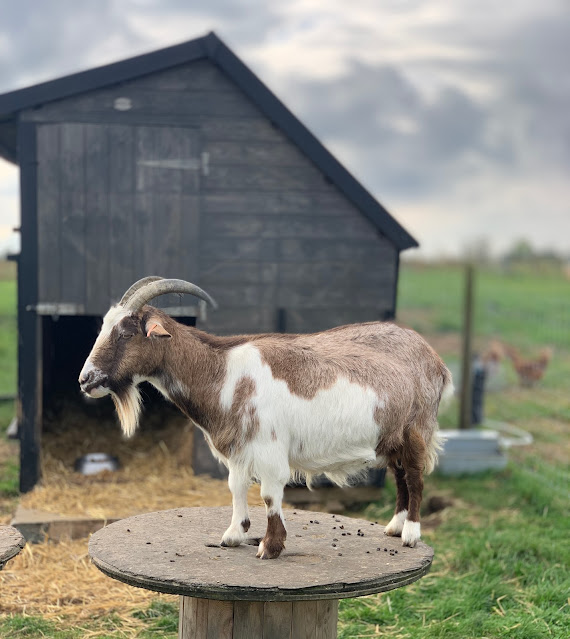 goat at Mursley Farm Shop