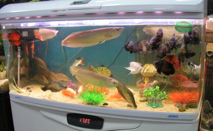 Cara Merawat Ikan Arwana DI Dalam Aquarium  Ojo lali