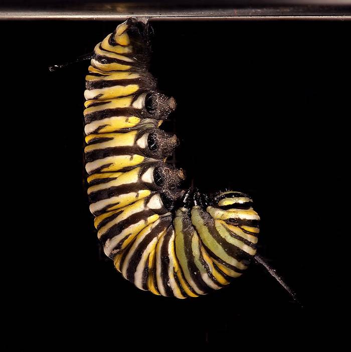 Metamorphose and the birth of monarch butterfly