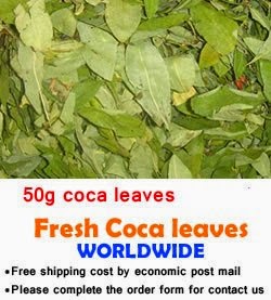 Coca Leaves
