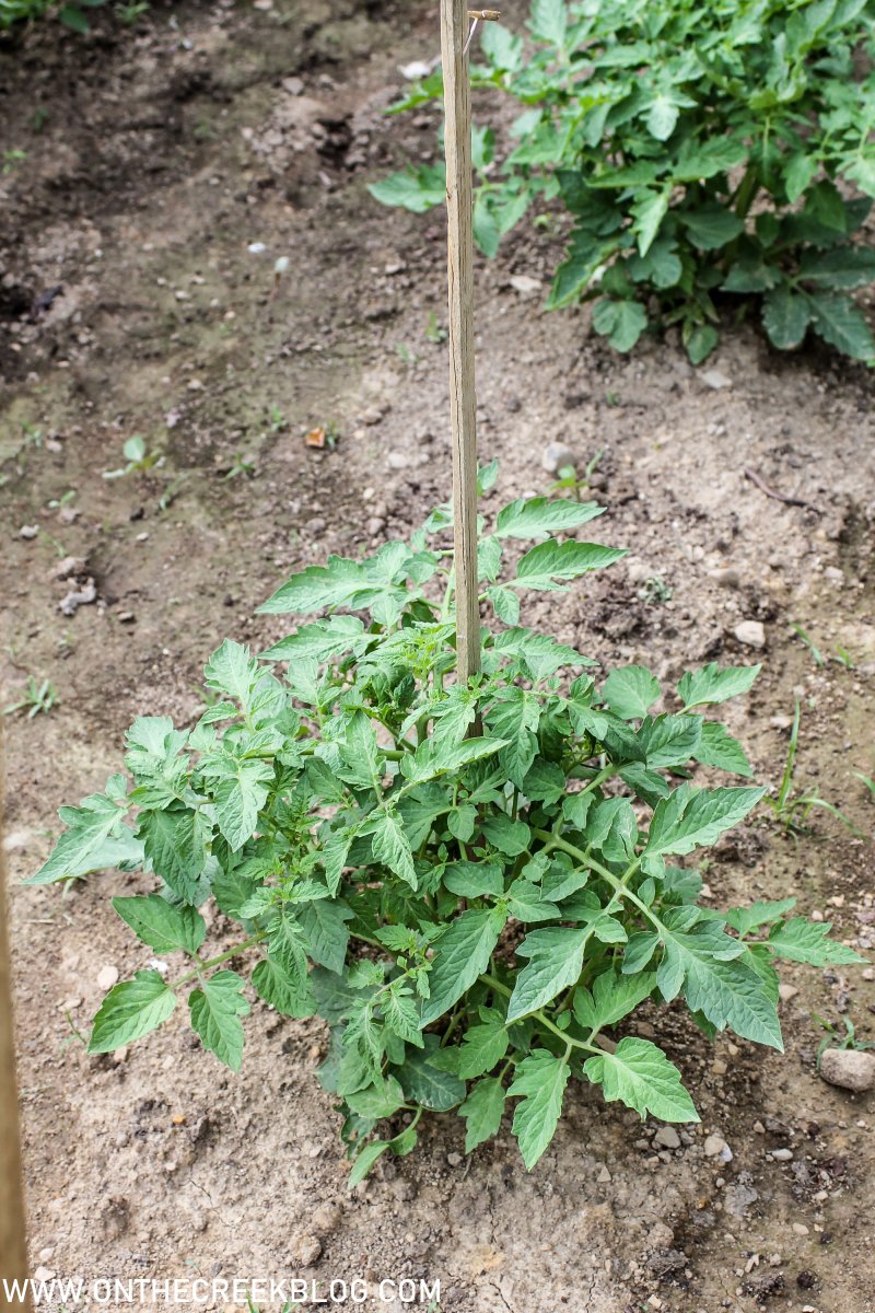Using Natural Blood Meal on Tomato Plants
