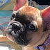 14 Reasons French Bulldogs Are Not The Friendly Dogs Everyone Says They Are