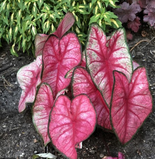 Caladium Radiance Caladium Radiance