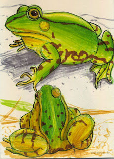 illustration grenouille bic et feutres
