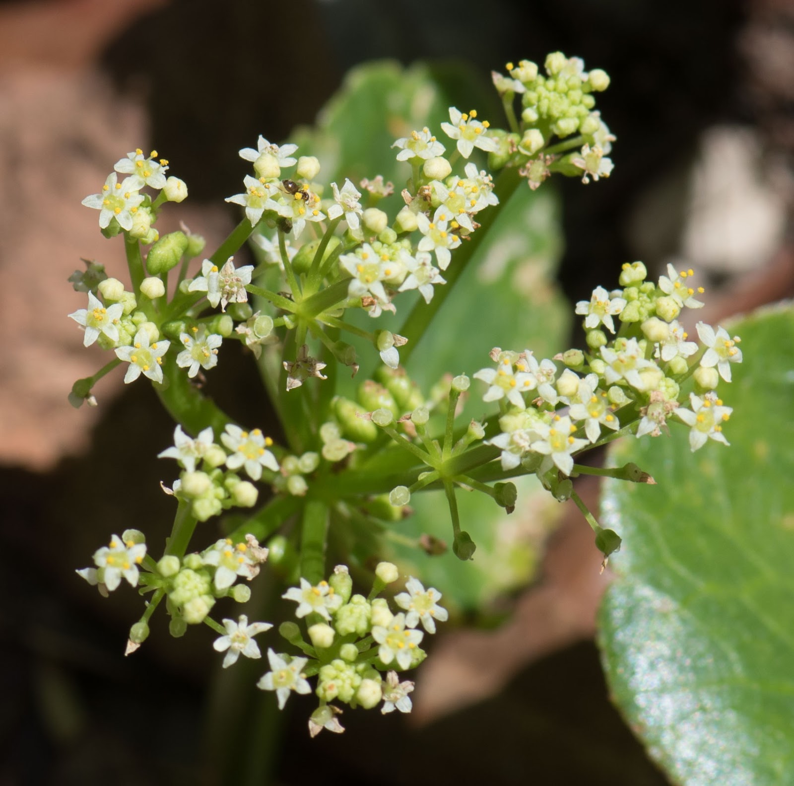 Gaia Garden Dollarweed What Good Is It?