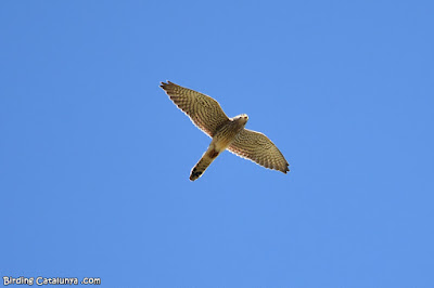 Xoriguer comú (Falco tinnunculus)