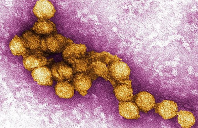 Mematikan, Nyamuk Terinfeksi Virus West Nile Terdeteksi di Israel