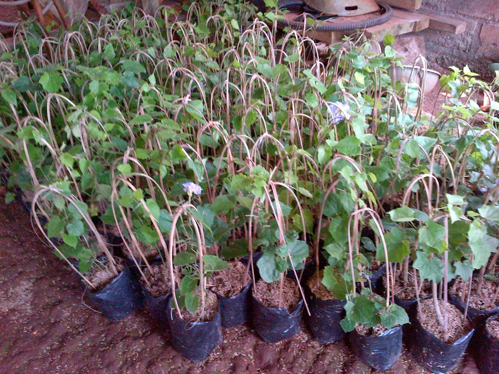 Jual tanaman rambat  berbungaThunbergia Thunbergia 