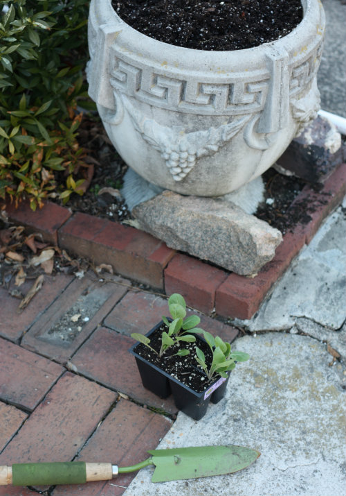 Urban Garden Update: Spring 2013 | 17 Apart