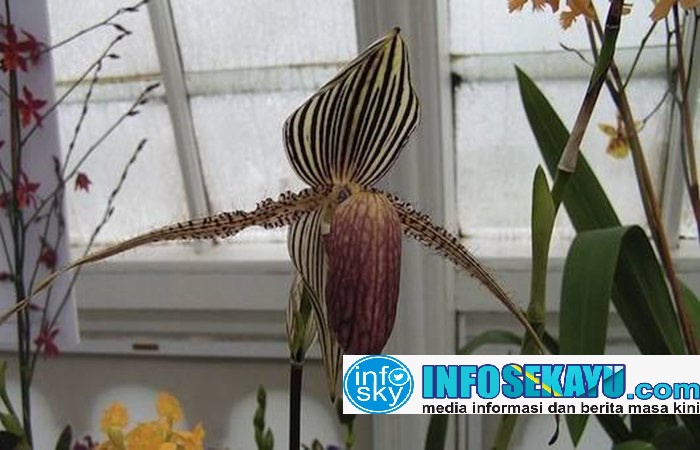 30+ Gelombang Cinta Bunga Mahal Viral Images