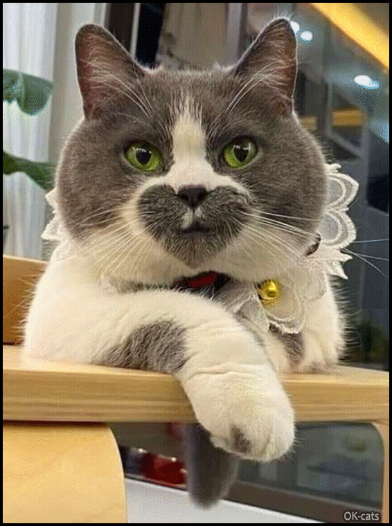 Gorgeous cat with a purrfect heart shaped fur on face is unbelievable lovely ♥ Gorgeous cat with a purrfect heart shaped fur on face is unbelievable lovely ♥