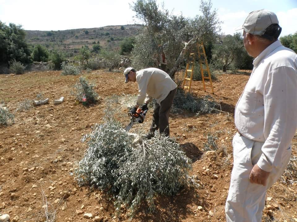My Right Word 'Settlers' Cutting Down Olive Trees?