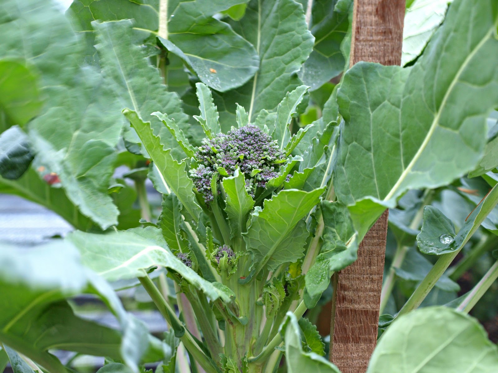 Mark's Veg Plot: Brassica Buds