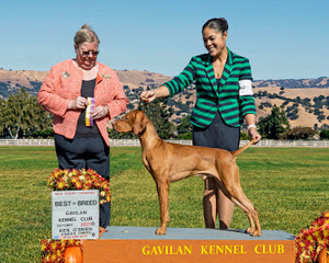 New GCH at just under 2 years old.  Oct 2021