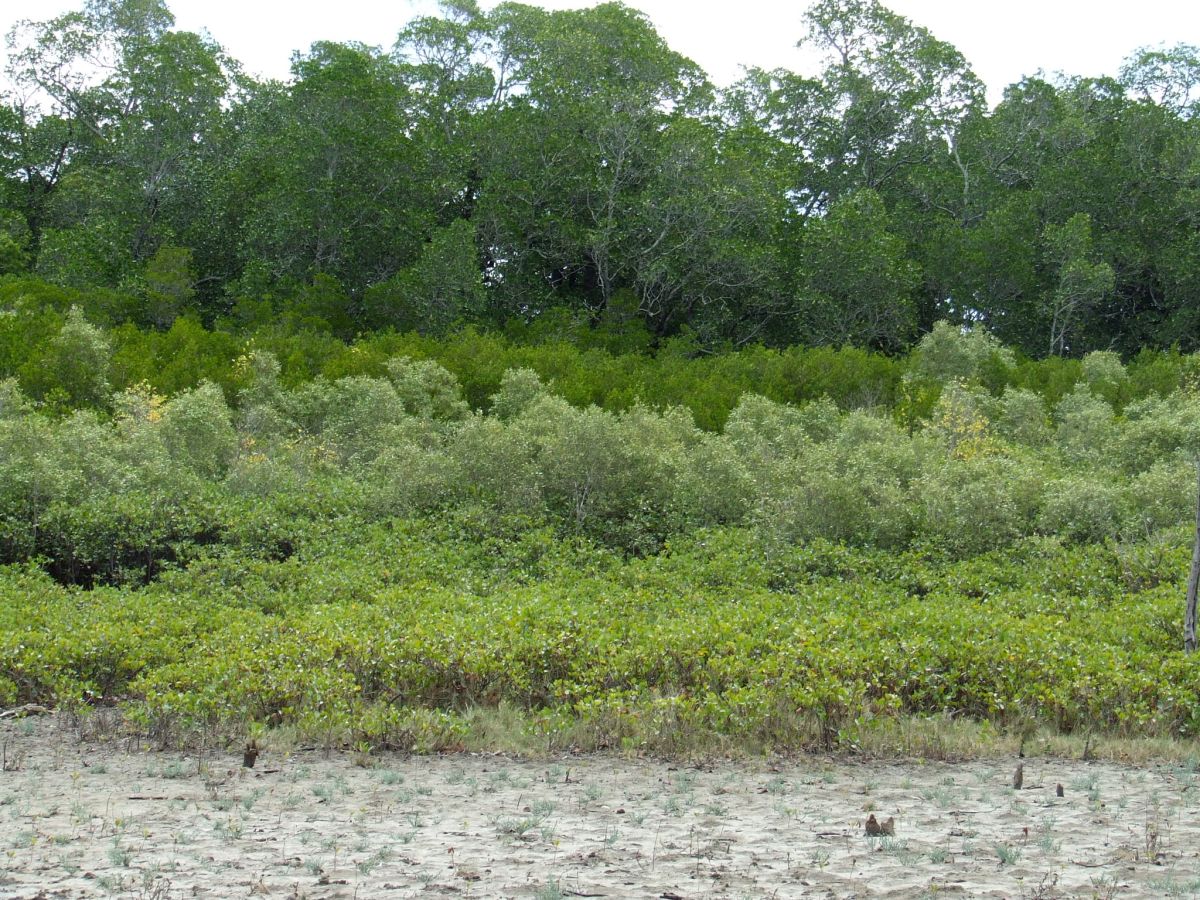 Queensland Coast Coastal Grasslands near the Tip of Australia
