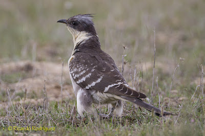 Críalo (Clamator glandarius)