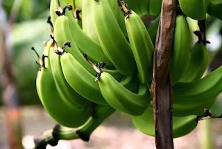 Banana Tree