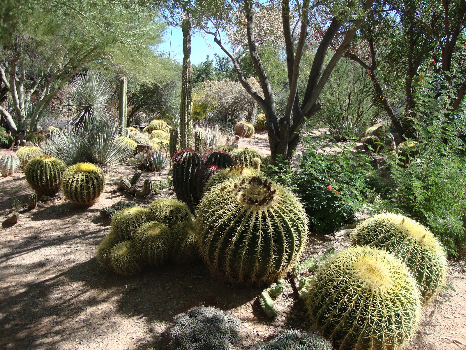 danger garden: B&B Cactus Farm, Tucson