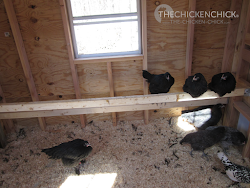 board chicken droppings boxes poop boards roosts nest chickens nesting coop roost happens door position pop right because chick challenges