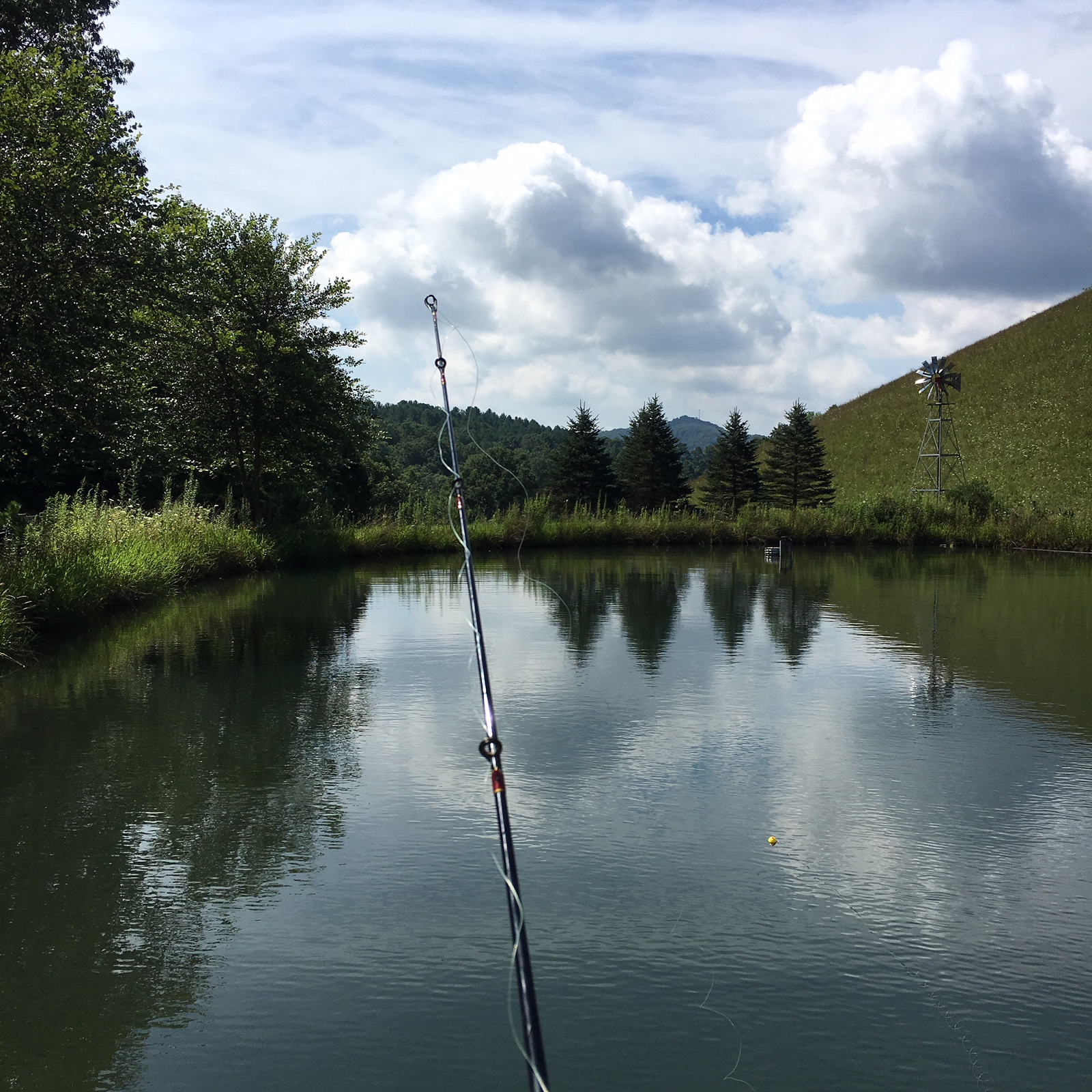 Summer Reflections