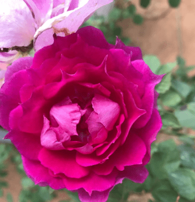 Hoa hồng 9