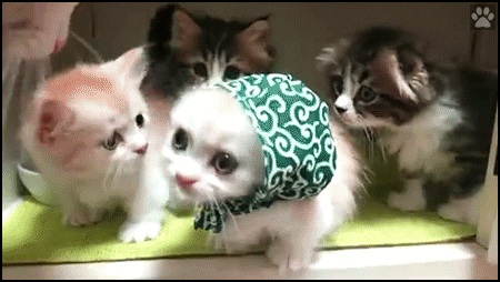 Cute Cat GIF •Adorable kitten wearing a green head scarf wants a little kiss from her Mom Cute Cat GIF •Adorable kitten wearing a green head scarf wants a little kiss from her Mom