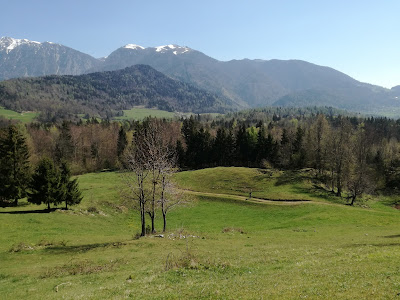 Alpine meadow with trees and hills in the distance