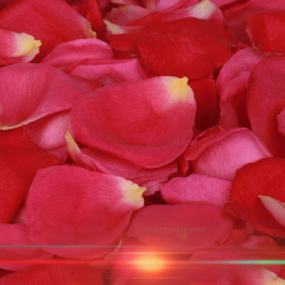 download rose wallpaper by wallpaperpik