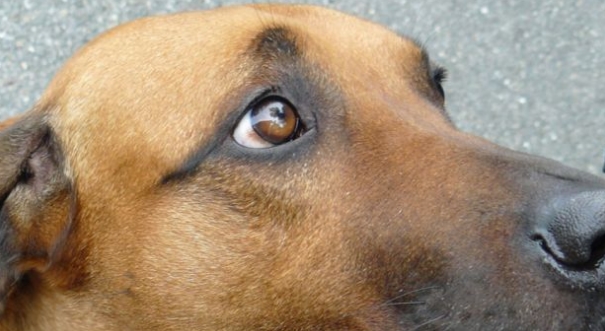 Dogs' eyes evolve to appeal to humans