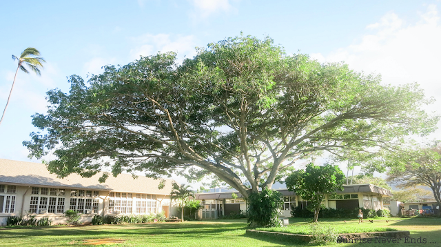 haleiwa,école,north shore,oahu,hawaii,pirogue