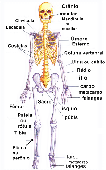 Resultado de imagem para os nome dos principais ossos do corpo humano