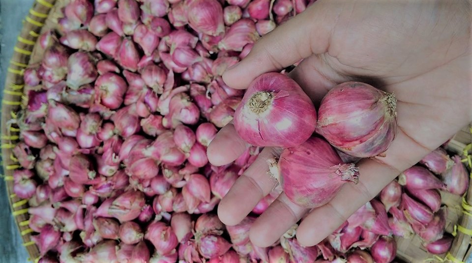 Cara Membuat Bibit Bawang Merah Bibit Unggul