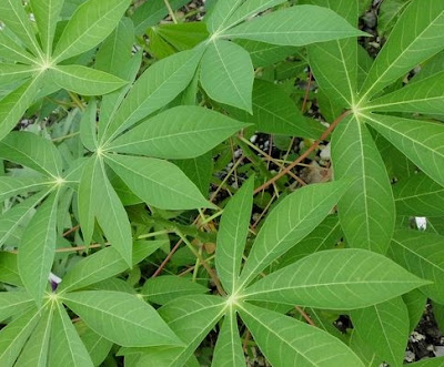 5 Manfaat Daun Singkong Bagi Kesehatan Tubuh 5 Manfaat Daun Singkong Bagi Kesehatan Tubuh