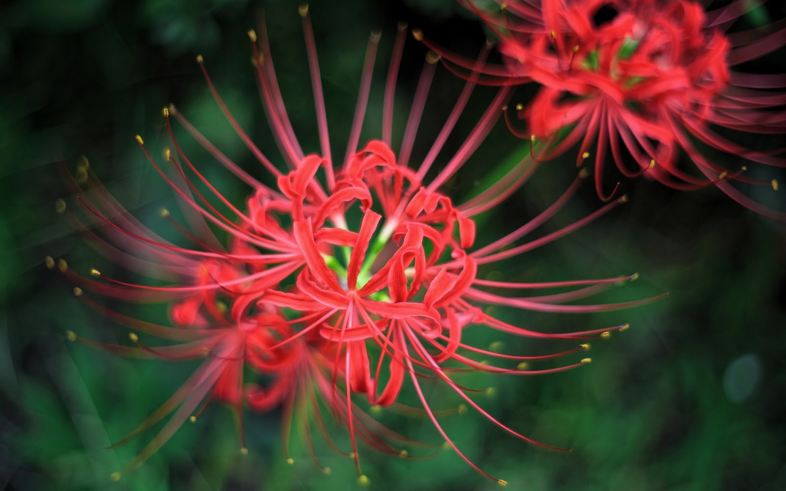 The 15 most beautiful flowers on Earth