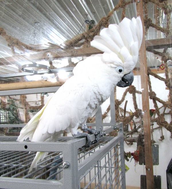 Cockatoo Cottage Easy Steps To Keeping A Clean Cockatoo Cage