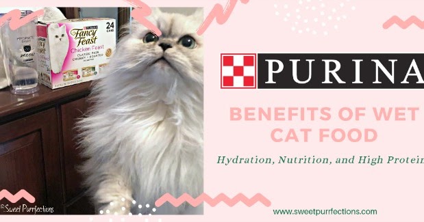 Sweet Purrfections Benefits Of Wet Cat Food