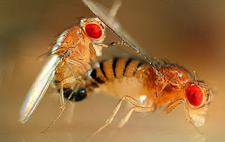 Drosophila melanogaster fruit flies mating