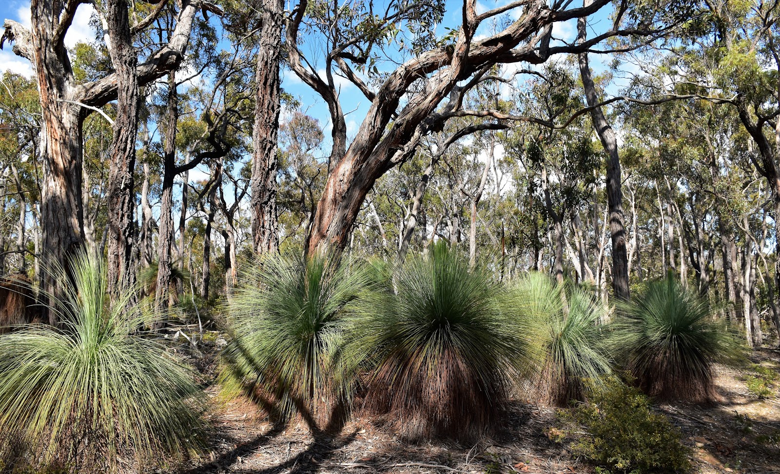 Goin' Feral One Day At A Time Spring Creek Loop Track, Brisbane Ranges